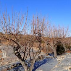 蕾が膨らみ始めた梅を大急ぎで剪定しました