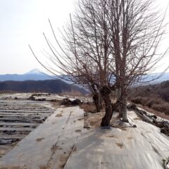 続いてはこちらの梅