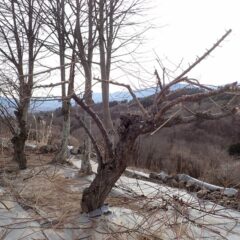 剪定作業が終わった梅