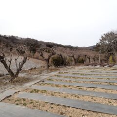 梅の蕾をなるべく落とさない様に作業しました