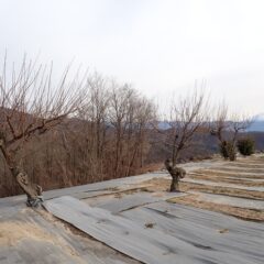 そして最後の梅