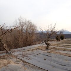 全ての梅の剪定作業が無事に終了しました