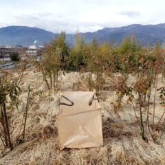 農場のローズ剪定の目処がついたので事務局前の剪定をしました