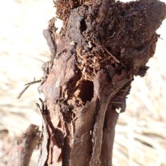 おそらくカミキリムシの幼虫が入ったと思われる穴が開いていました