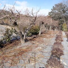 剪定した枝の片付け作業