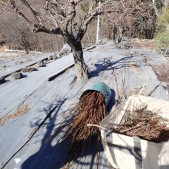 お天気は良いのに凍て付く様な強風が吹く中での作業です