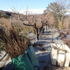 収集バッグが飛ばされない様に苦労しながら枝を集めました