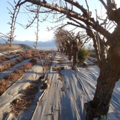日が傾く頃に作業終了