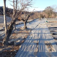あとは梅の花が綺麗に咲いてくれる日を待ち望むだけです