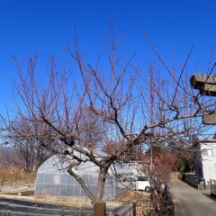 伸び放題になっているアーモンド