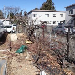 剪定作業をしました