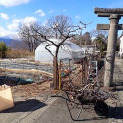 高くなり過ぎた枝を強剪定しました