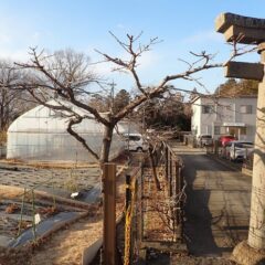 アーモンドの剪定作業終了