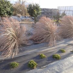 アーモンドの剪定作業