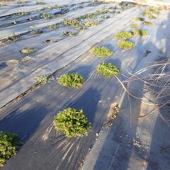 カモマイル・ローマン畑