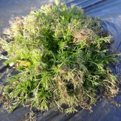 凍った葉先を枯らしながらも寒さに耐えています