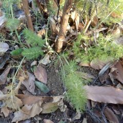 フェンネルの新芽が株元から出始めました