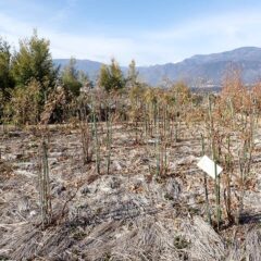 事務局前のローズ剪定作業