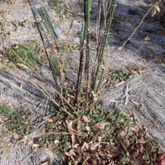 四方八方に伸び放題になっている枝