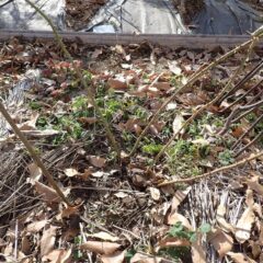 枯れた枝、暴れている枝、細い枝などを整理します