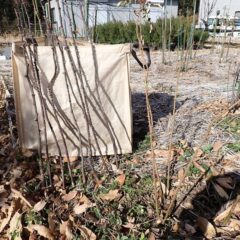 切り取った枯れ枝