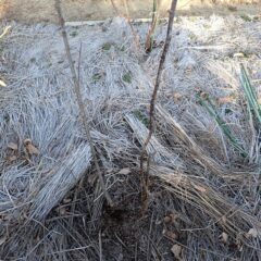 完全に枯れてしまった株