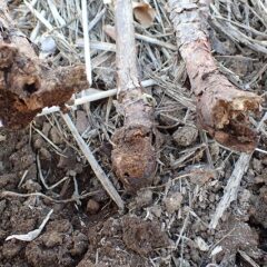 枯れた枝の株元はカミキリムシかコガネムシの幼虫に食べられた跡がありました