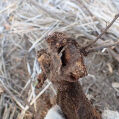 根っこもご覧の通り