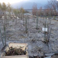 約1/3のローズ剪定作業が終わりました