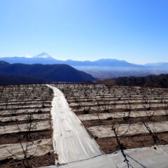 再び氷点下の朝を迎えた農場のローズ畑