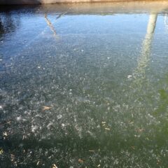 水槽の水も再び厚い氷に閉ざされています