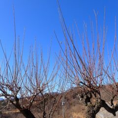 畑の周囲に植えてある梅の木