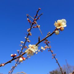 もう春はそこまで来ているようです