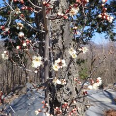 陽当たりの良い早咲きの枝は花が咲き始めていました