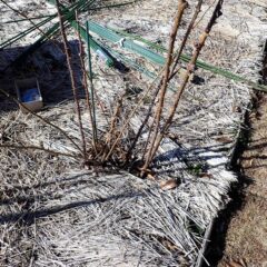 事務局前のローズ剪定作業