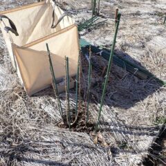 支柱に誘引して終了