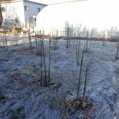 最後の株の剪定・誘引作業終了