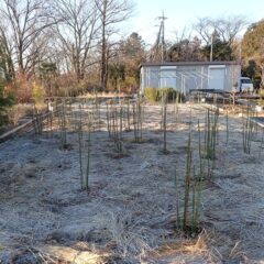 事務局前のローズ剪定作業完了