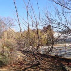 アプリコットの剪定・枝切り作業