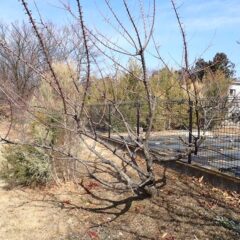 込み合った枝を切り落としました