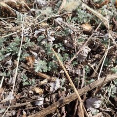 ヨモギの新芽は緑が濃くなって来ました