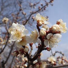 農場の梅が咲きました