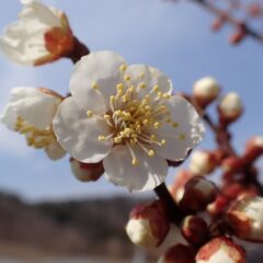 蕾が膨らんでから先週は雪が降り、ようやく梅の花が開花しました