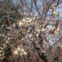 農場の梅が咲き始めました