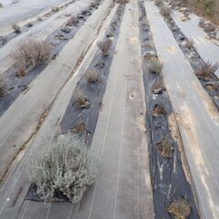 タイム・マストキナの三変化