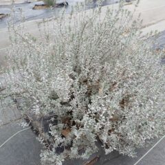 寒さと乾燥からか外側の葉が白くなっています