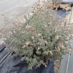 凍ってしまった枝先が枯れてしまいました