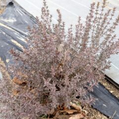 紅葉しています