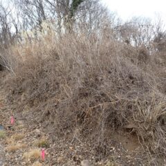 ラベンダー畑の周囲が凄い事になっています