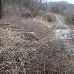 畑の作業が始まる前に雑木の伐採作業をしました